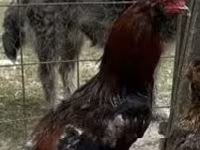 Chickens — zdjęcie 1