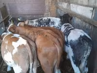 ثور, Simmental cattle — الصورة 3