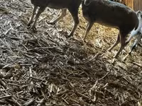 Oveja, Ovejas — foto 4