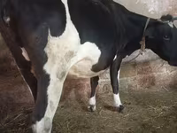 بقرة, Russian Black pied cattle — الصورة 2