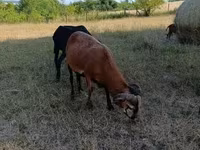 Kos, Cameroon sheep — 2. fotó