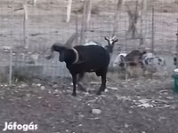 Kos, Shetland sheep — 6. fotó