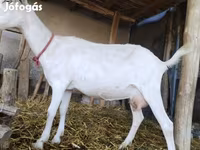 Nőstény kecske, Saanen goat — 4. fotó