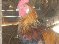 Chickens — 3. fotó
