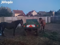 Кобыла, Лошади — фото 1