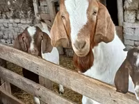 Bak, Boer goat — 5. fotó