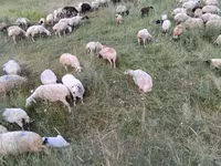 Oveja, Balbas sheep — foto 7