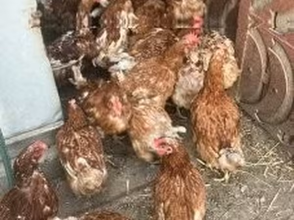 Chickens — Węgry