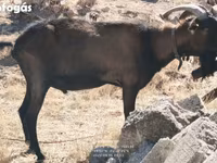 Kozioł, Alpine goat — zdjęcie 5