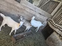 母山羊, Goats — 照片 2
