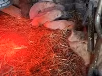 母猪, Pigs — 照片 2