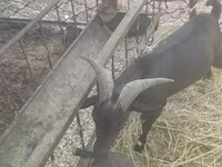 Ziege, Murcia-Granada goats — Foto 2