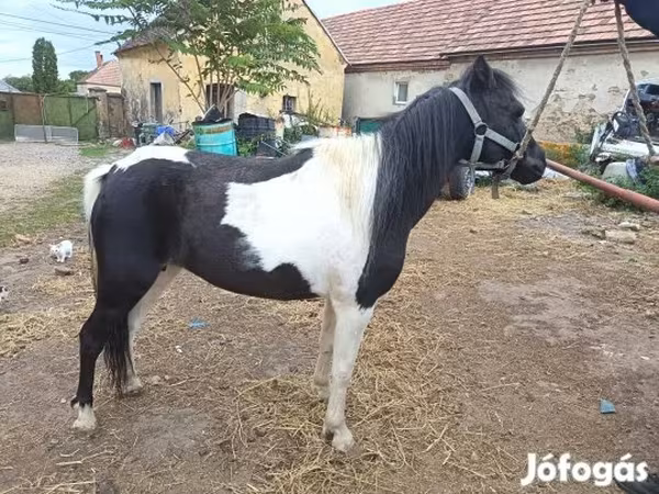Kanca, Lovak
