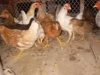 Poule danoise — photo 3