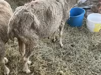 Sheep, Sheep — photo 4