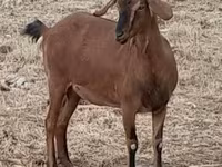 Cabra, Nubian Goat — foto 7