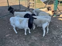 Sheep, Dorper sheep — photo 5