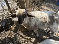 公羊, Sheep — 照片 3