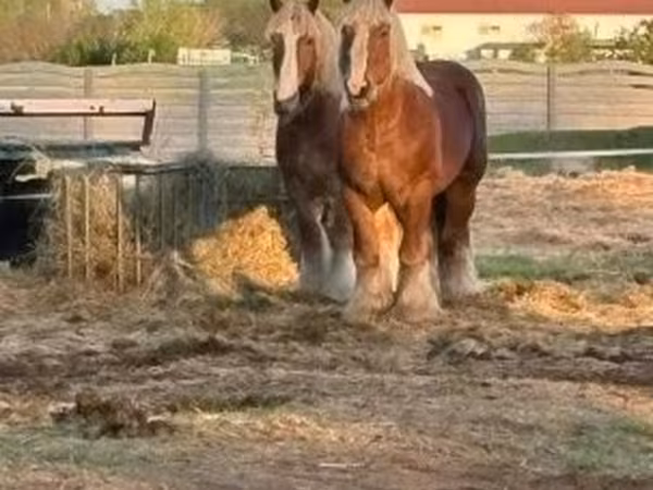 Caballo, Belgian Draught