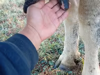 母牛, Holstein breed — 照片 7