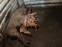 Pigs (batch, sex not specified), Дюрок — photo 6