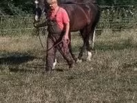 घोड़ा, Dutch warmblood horse — फ़ोटो 5