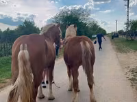 公马, Horses — 照片 2