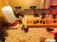 Quails — foto 1