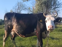 Tehén, Holstein fajta — 3. fotó