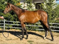 Kanca, Hungarian horse breed — 1. fotó