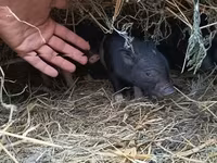 母猪, Pigs — 照片 3