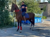Hing, Arabian horse — 1. fotó