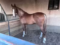 Kanca, Dutch warmblood horse — 2. fotó