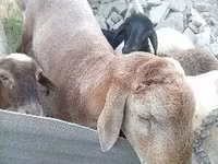 Carneiro, Arashan sheep — foto 2