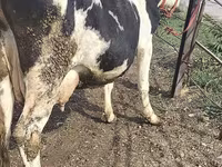 Vaca, Raça Holstein — foto 7