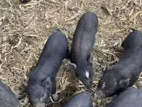 母猪, Pigs — 照片 3