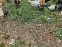 Ducks — foto 6