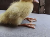 Ducks — 2. fotó
