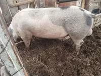 Boar, Дюрок — photo 2