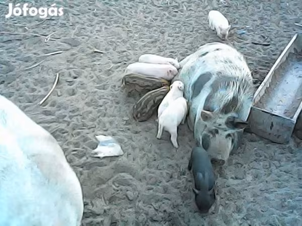 Kan,  — Magyarország