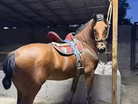Hengst, Akhal-Teke — Foto 5