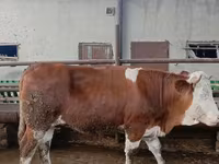 Tehén, Simmental cattle — 3. fotó