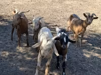 बकरा, बकरियाँ — फ़ोटो 2