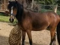 公马, Horses — 照片 3