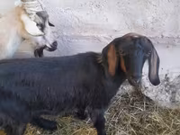 Goat, Nubian Goat — photo 5