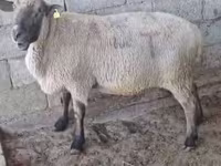 Ram, Hampshire sheep — photo 3
