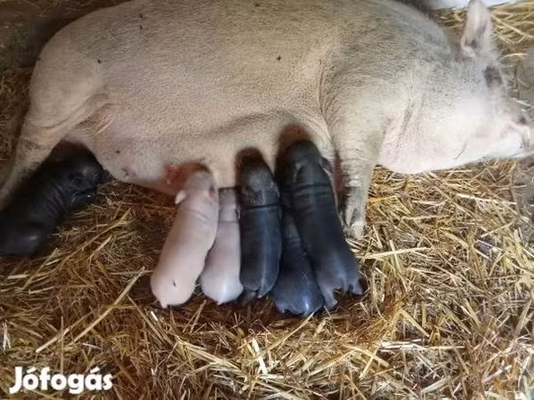 Sow, Pigs — Hungary