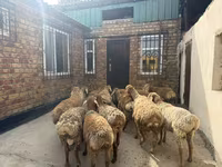 Baran, Rhon sheep — zdjęcie 4