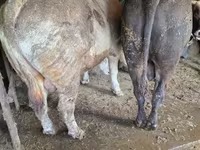 Bika, Simmental cattle — 7. fotó
