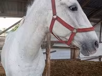 घोड़ी, Lipizzaner — फ़ोटो 3